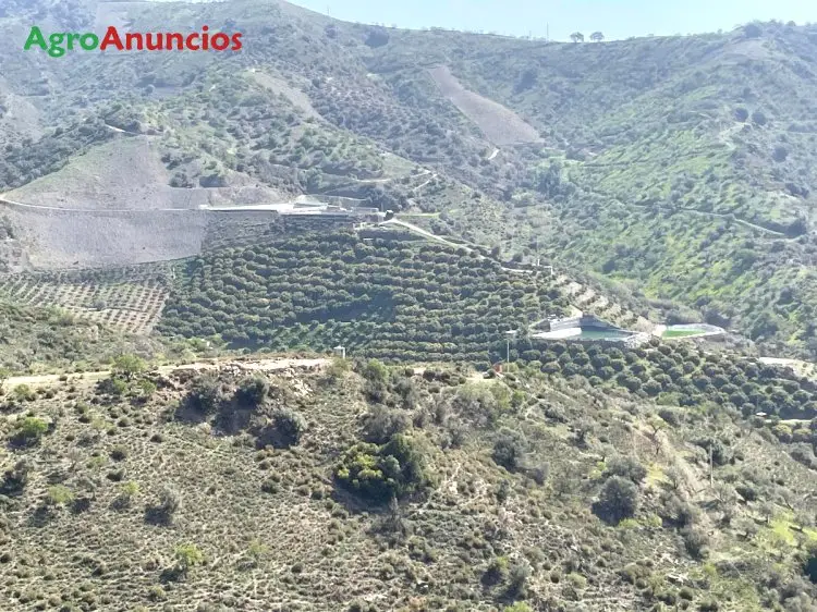 Venta  de Finca de aguacates en Málaga