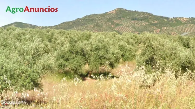 Finca Olivar Secano Montizón Jaén 13685m2