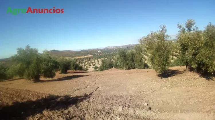 Venta  de Finca de olivar con cortijo y nave en Córdoba