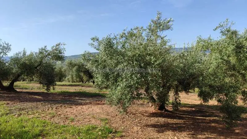 Parcela Rustica Olivar Luque 745 Fanegas