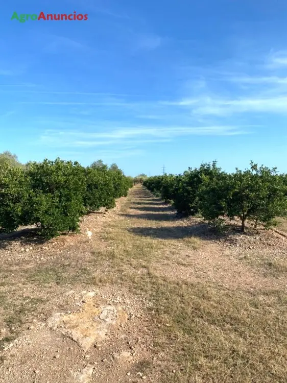 Venta  de Finca de naranjos navel chislett en Castellón