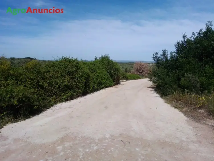 Venta  de Finca de olivos de regadío en Jaén