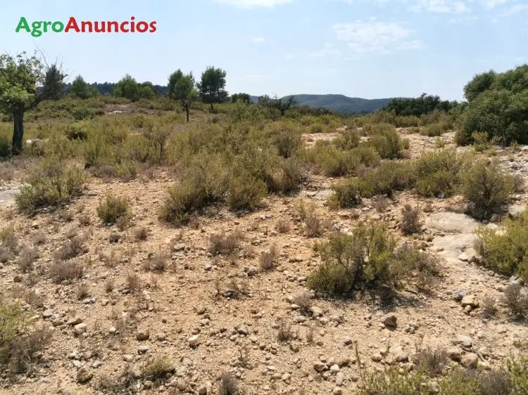 Venta  de Finca para planta solar de energía fotovoltaica en Valencia