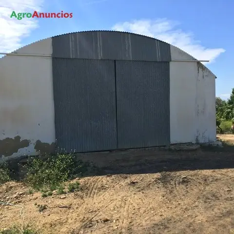 Venta  de Finca de naranjos en Sevilla