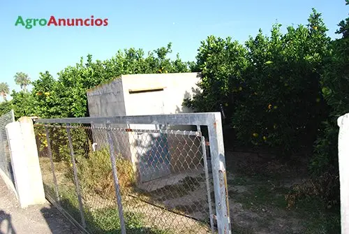 Venta  de Finca naranjas navelina en Alicante