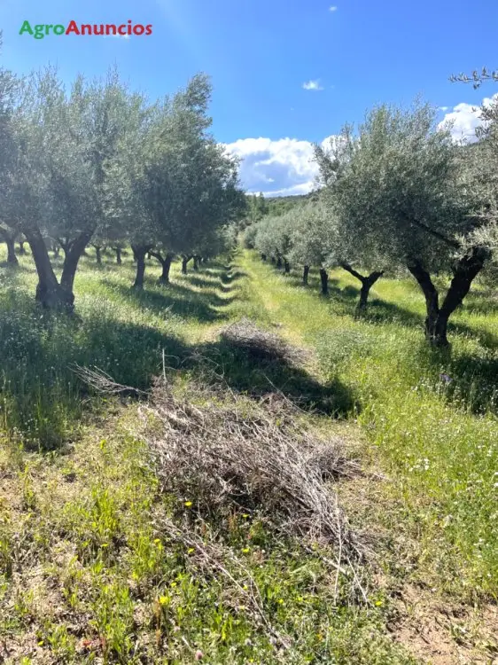 Compra  de Finca de olivar en Zaragoza