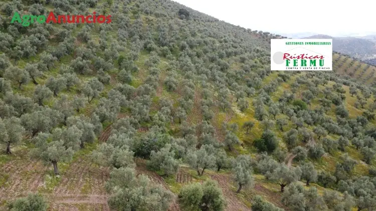 Venta Finca Olivar 90 Hectareas Pozoblanco Cordoba