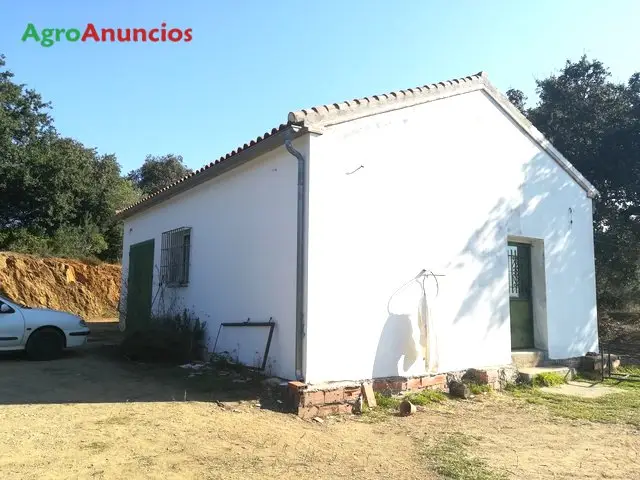 Venta  de Finca de olivar con nave y agua en Sevilla