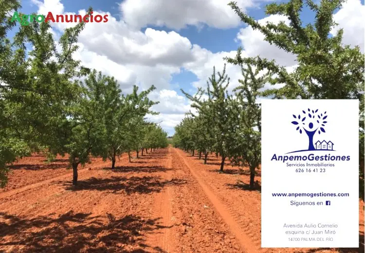 Venta  de Finca de almendros en Badajoz