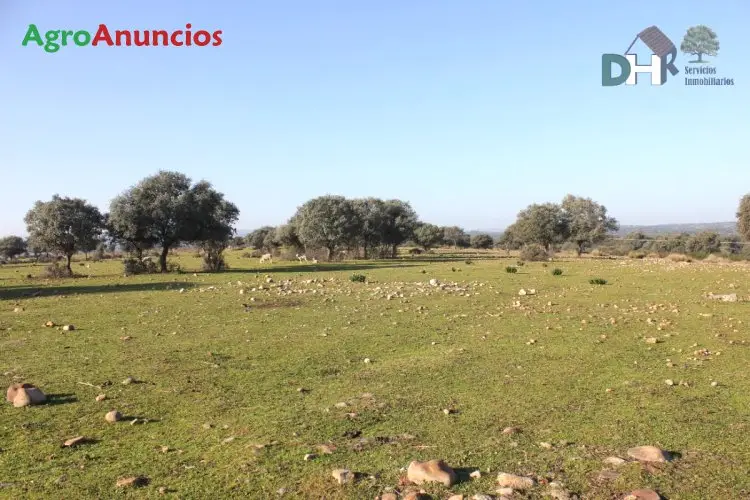 Venta  de Finca adehesada con cortijo del siglo xvii en Cáceres