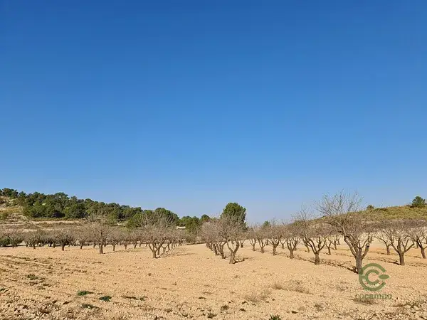 Parcela Edificable Jumilla 19338m2 Vistas Increibles