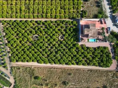 Finca Rustica Orihuela 5 Dormitorios Piscina Limoneros