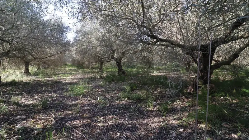 Finca Rustica en Alcanar con Olivos