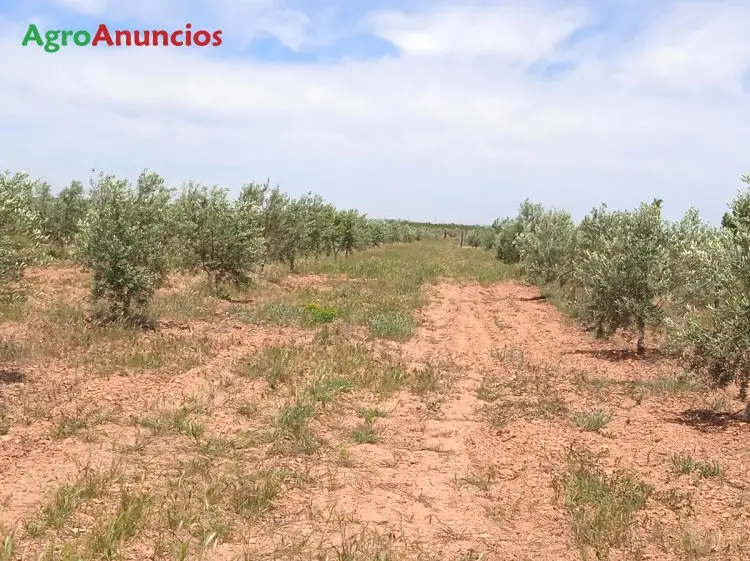 Venta  de Finca de olivos en Ciudad Real