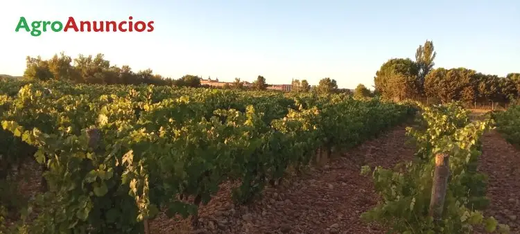 Venta  de Finca de viñas de regadio en Burgos