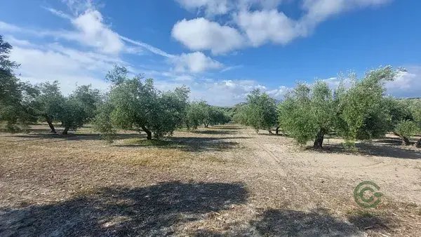 Finca de Olivar 16ha Jaen Quesada