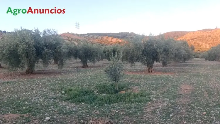 Venta Finca Olivar 490 Olivos Granada