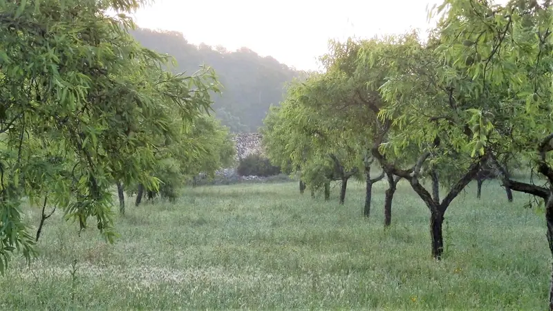Finca Rustica en Venta Miravet Tarragona