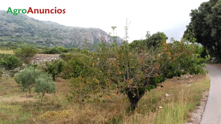 Venta  de Terreno de secano en Alicante