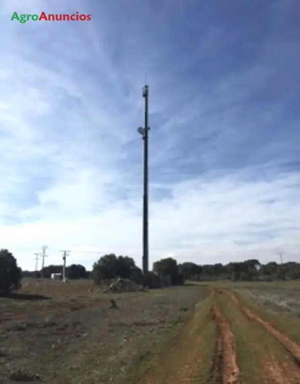 Venta  de Finca reforestada con subvenciones en Ciudad Real