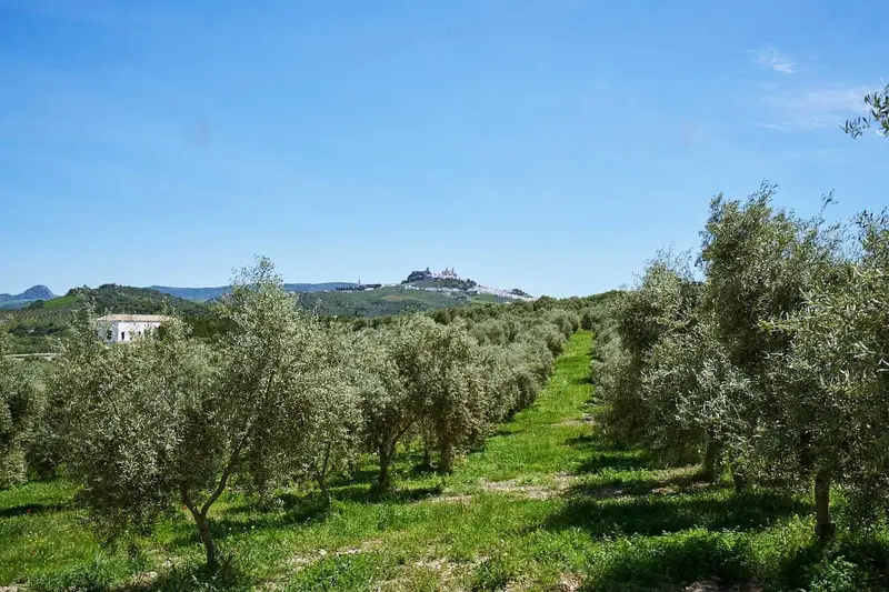 Finca Rural en Venta en Olvera Cadiz