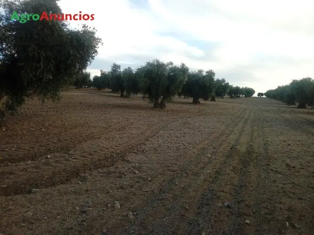 Venta  de Finca de olivar con 90 olivas en Toledo