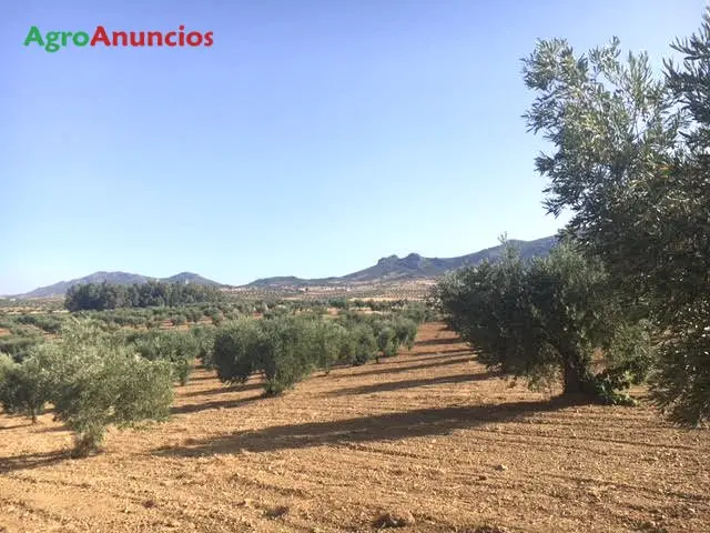 Venta  de Finca de olivos marteños ecológicos en Badajoz