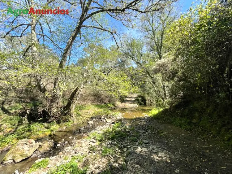 Venta  de Finca arbolada y de matorral en Huelva