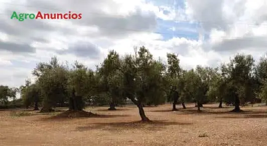 Venta  de Finca rustica en futuro campo de golf en Castellón