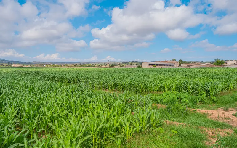 Finca Rustica Son Gual Gran Terreno Cerca Campo Golf
