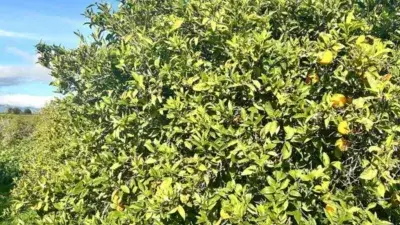 Finca Rustica en Alquiler Cartama 7 hectareas