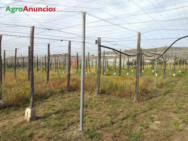 Venta  de Cortijo con invernadero en Granada