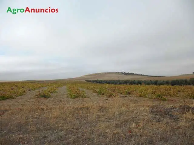 Venta  de Finca de viñedo de secano en Toledo