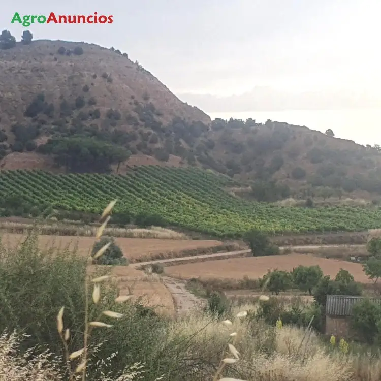 Venta de Finca de Viñas con Riego por Goteo en Burgos