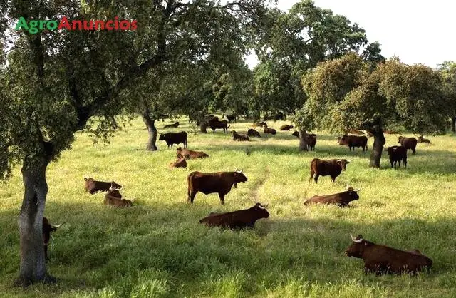 Venta  de Finca ganadera con ganado y maquinaria en Cáceres