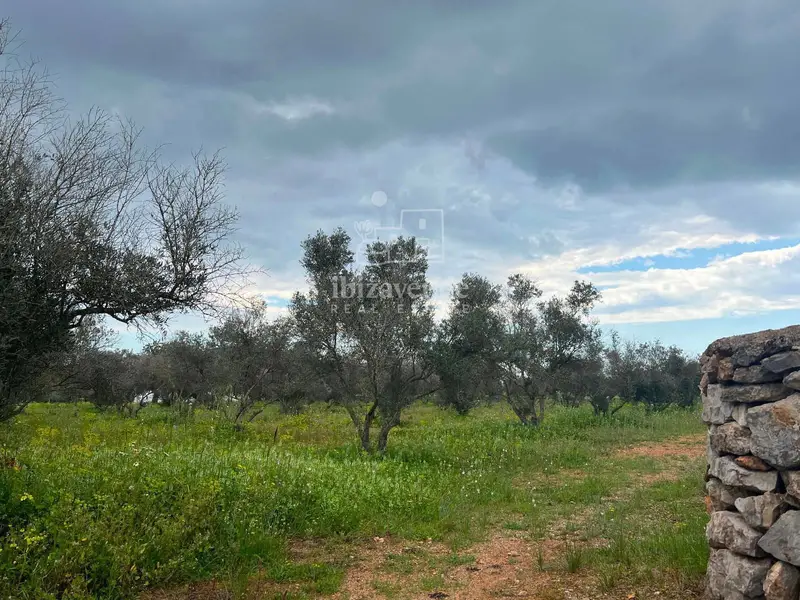 Chalet en venta en Ibiza: Finca rústica con piscina y terreno
