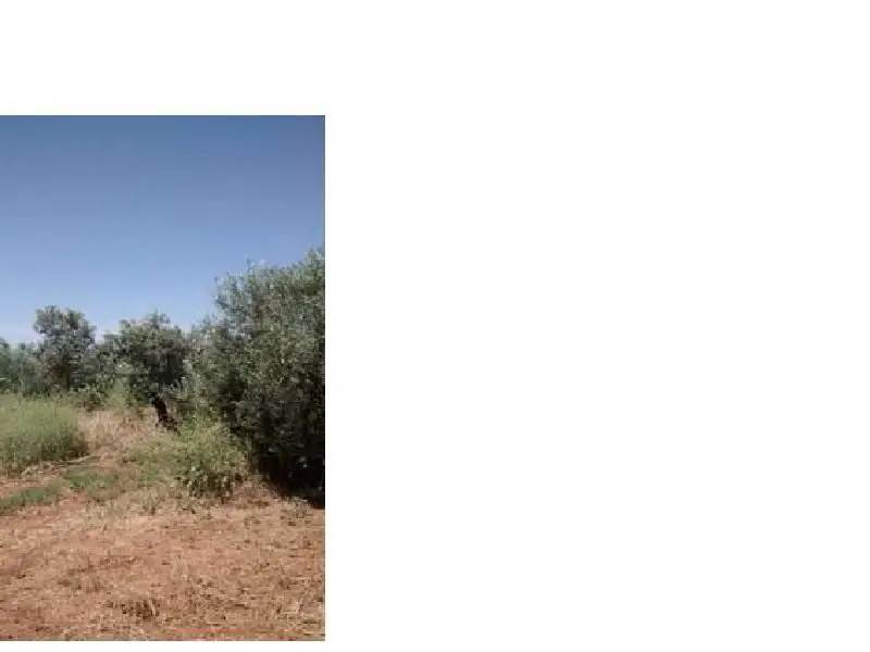 Venta Finca Rustica Carmona 3 Hectareas Olivar
