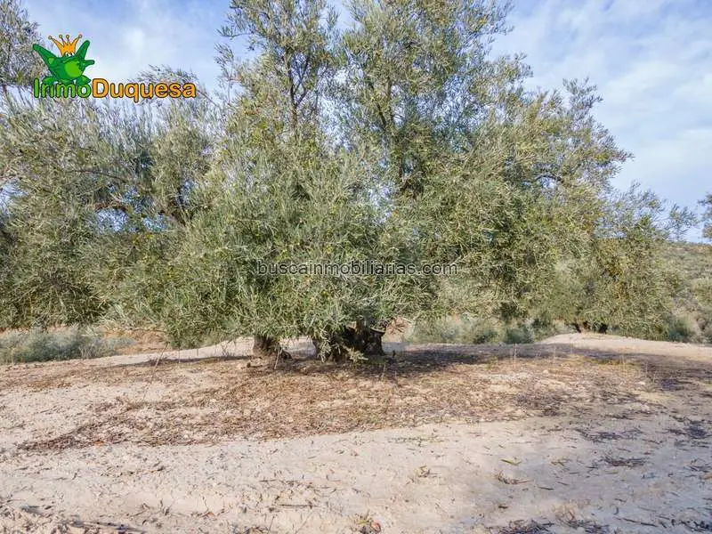 Finca Rustica en Vegas del Genil 600 Olivos y Almendros