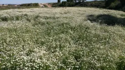 Finca Rustica en Venta Calle Poligono 10 Parcela 56