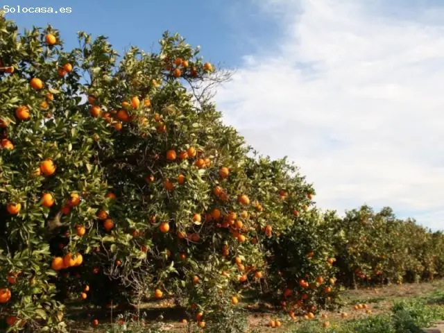 Fincas Citricas en Huelva 190 Hectareas Venta