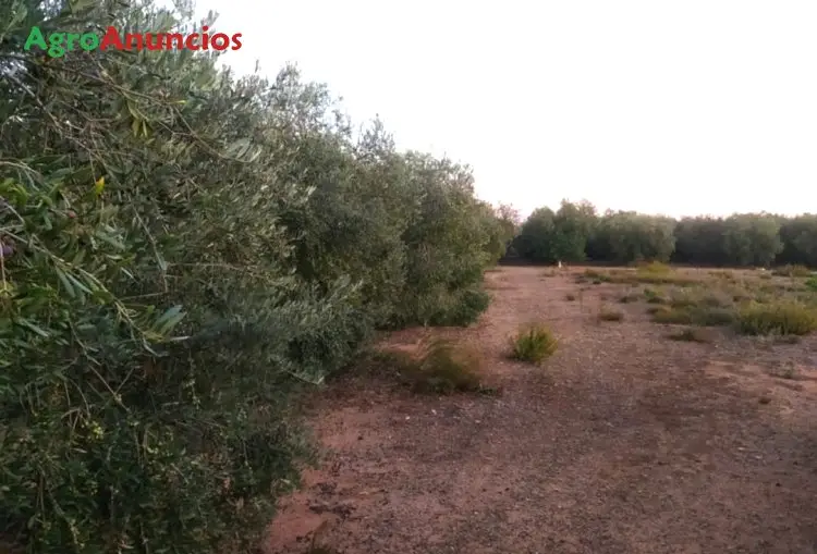 Venta  de Finca de olivos en Tarragona