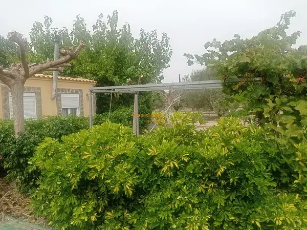 Parcela con Casa y Olivar en Alicante