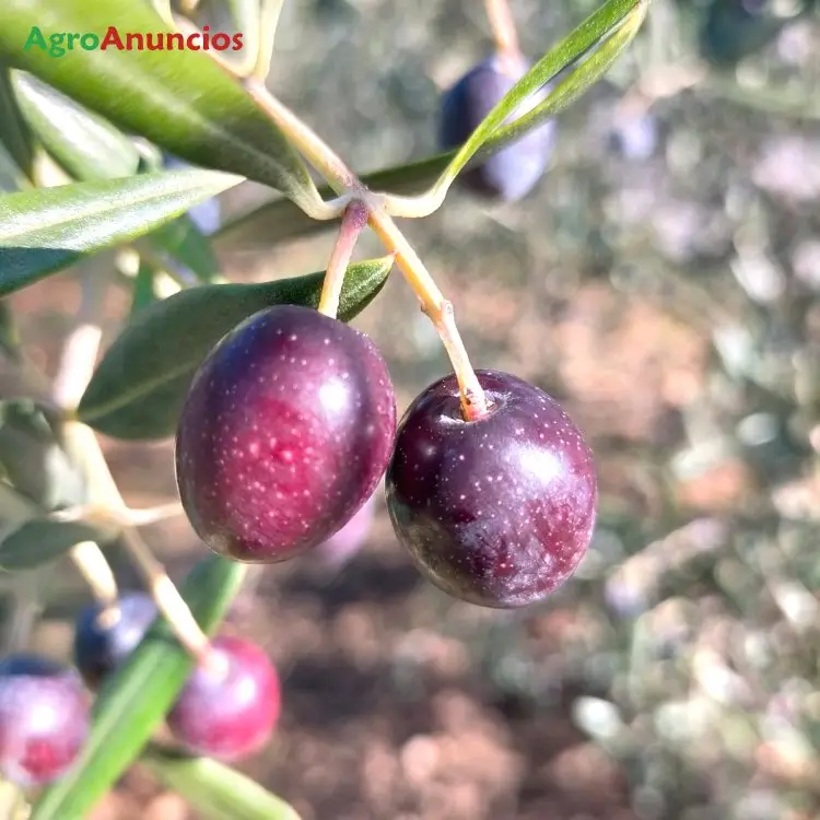 Compra  de Finca de olivos en Madrid