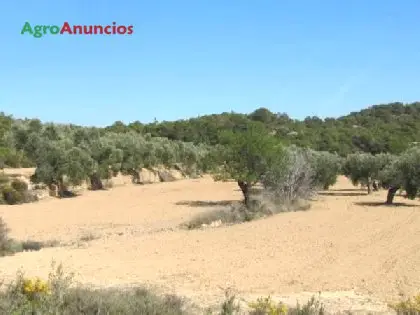 Venta  de Finca de almendros, olivos y pastos en Tarragona