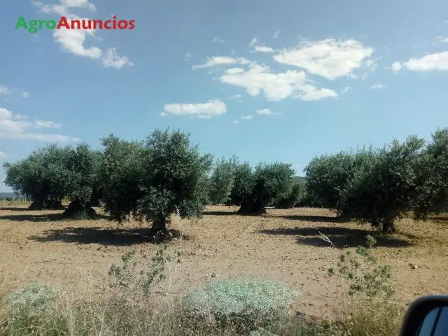 Venta  de Finca de olivar con subvención en Toledo