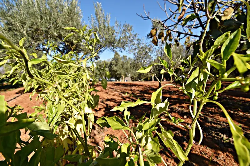Venta Parcela Pedanias Jerez de la Frontera 5300m2