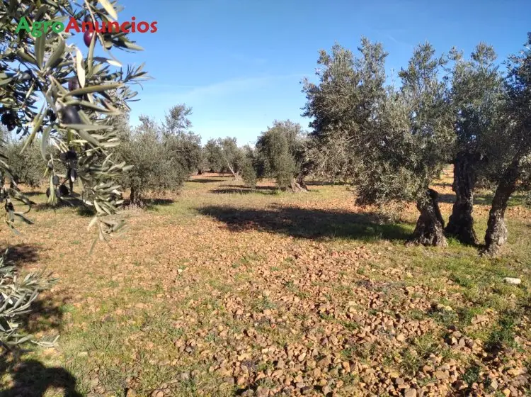 Venta  de Finca de olivas cornicabra y picual en Toledo