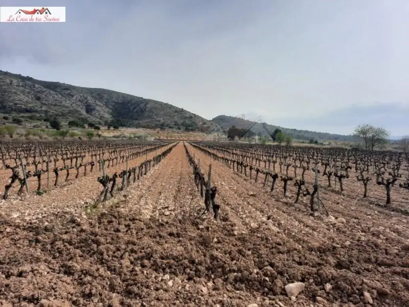 Terreno en Sax Alicante 25000m2 con Viña y Agua