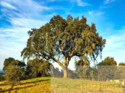 Venta Finca Rustica 275 Hectareas Cáceres