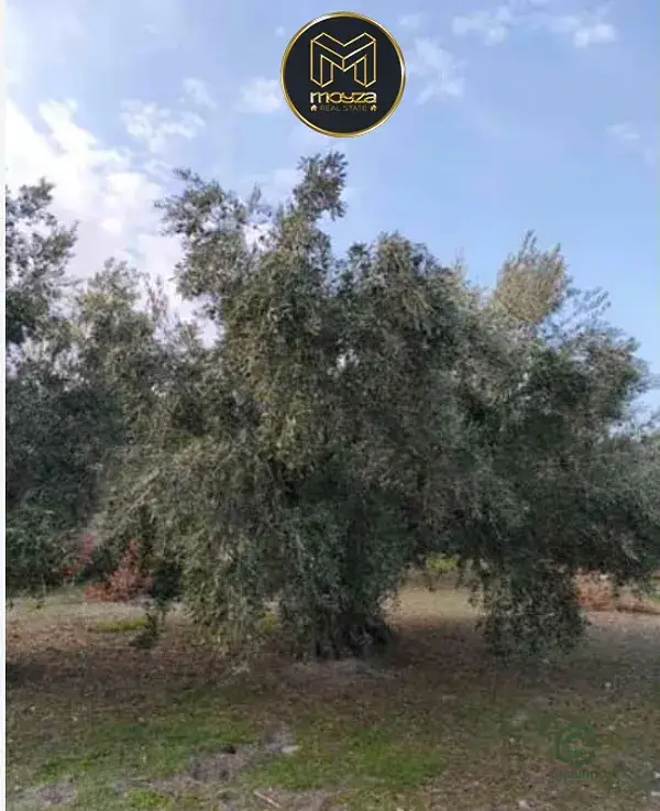 Finca Rustica con Casa de Aperos - Jaen